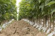 Drzewka - Czereśnie - 7 tydzień 2020 r.