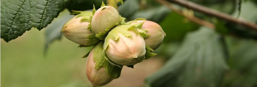 Drzewka - Orzech, Leszczyna - 8 tydzień 2020 r.