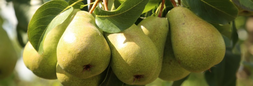 Drzewka - Grusze - 9 tydzień 2020 r.