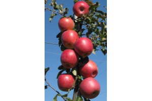  Odmiana Pink Braeburn