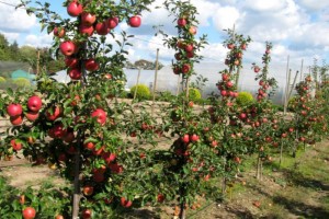  Drzewa i owoce odmiany Pink Braeburn