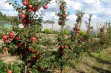 Pink Braeburn &ndash; nowa odmiana jabłoni