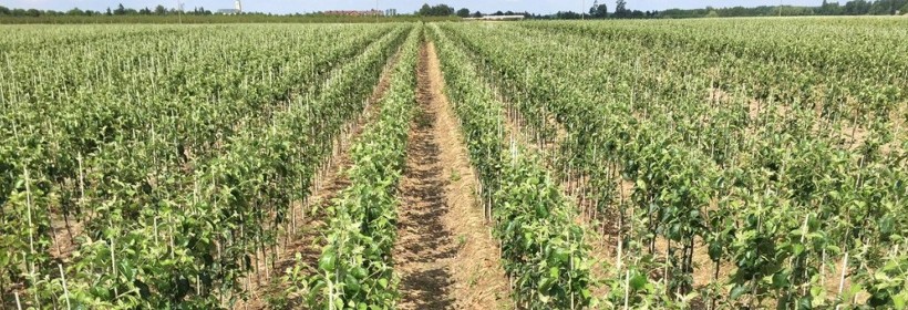 Ocena polowa materiału siewnego &ndash; trwa przyjmowanie wniosk&oacute;w ! 