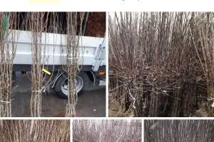  Oferty internetowej drzewek owocowych