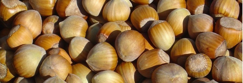 Drzewka - Orzech, Leszczyna - 17 tydzień 2020 r.