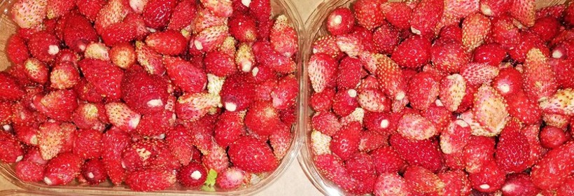 Poziomka (Frigaria L)