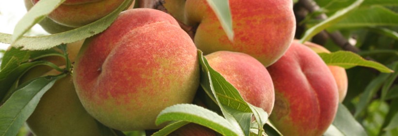 Drzewka - Brzoskwinie, Morele - 28 tydzień 2020 r.