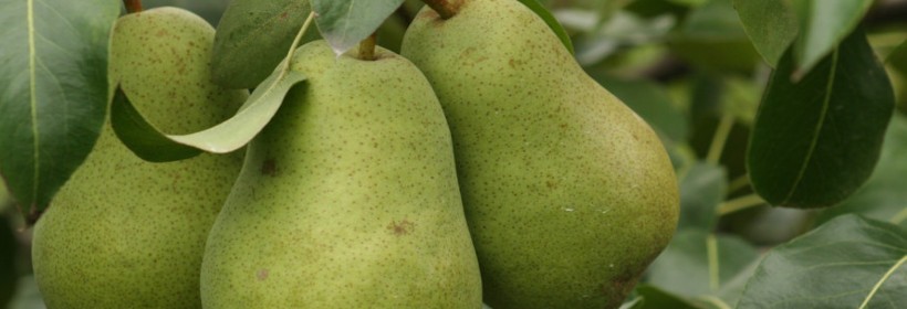 Bergenia &ndash; grusza wpisana do KR w 2020 roku 