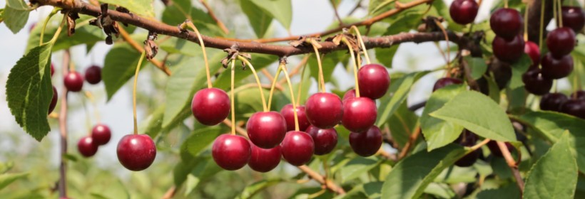 Granda – odmiana wiśni o bardzo atrakcyjnych owocach 