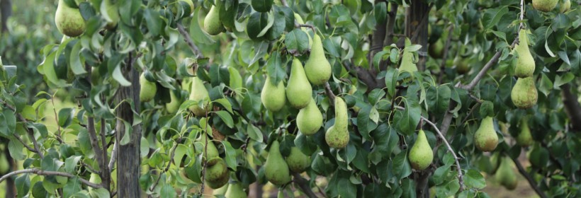 Drzewka - Grusze - 39 tydzień 2020 r.