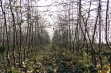 Drzewka - Jabłonie - 39 tydzień 2020 r.