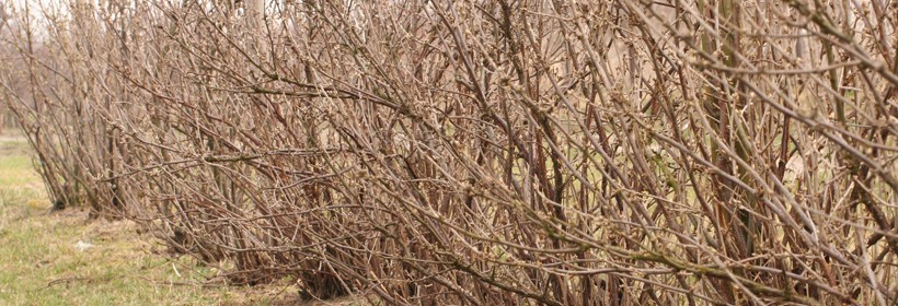 Krzewy - Porzeczki - 40 tydzień 2020 roku