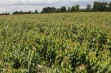 Drzewka - Czereśnie - 41 tydzień 2020 r.