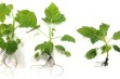 System produkcji wysokiej jakości sadzonek maliny in vitro