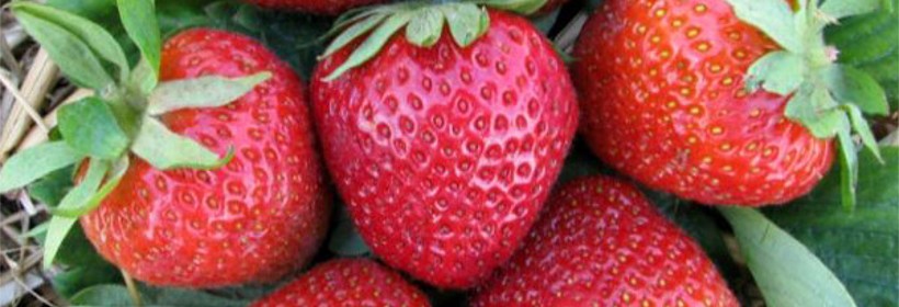 Fibion &ndash; polska odmiana truskawki