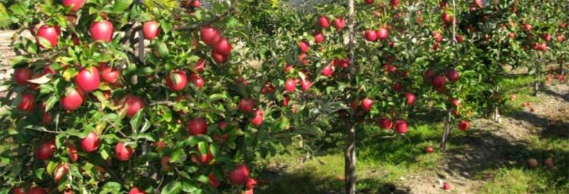 Putinka – nowa odmiana jabłoni