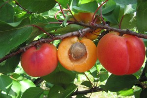  Owoce odmiany ‘Bella’
Fot. M. Szymajda 
