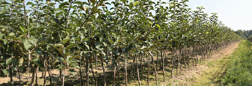 Potrzeby nawozowe fosforem, potasem i magnezem w szkółkach drzew owocowych