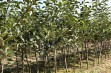 Potrzeby nawozowe fosforem, potasem i magnezem w szkółkach drzew owocowych