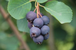 Świdośliwa ‘Amela’
