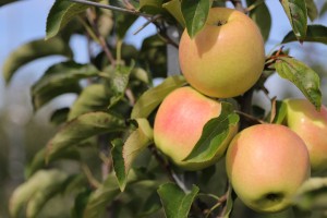 Golden Italia - odmiana jabłoni 