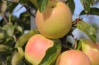 Golden Italia &ndash; mutant odmiany Golden Dream 