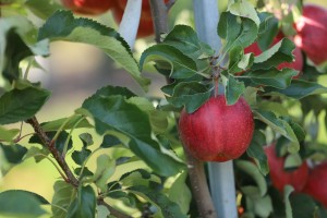  Gala Sz - odmiana jabłoni 