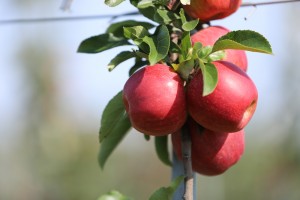  Gala Sz - odmiana jabłoni 