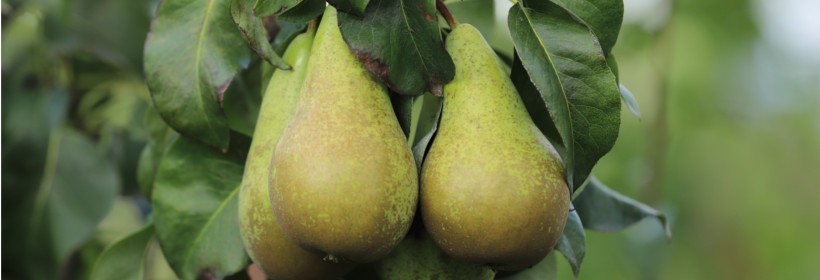 Drzewka - Grusze - 14 tydzień 2021 r.