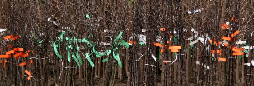 Drzewka - Jabłonie - 16 tydzień 2021 r.