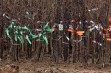 Drzewka - Jabłonie - 16 tydzień 2021 r.