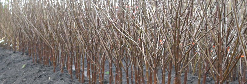 Drzewka - Wiśnie - 17 tydzień 2021 r.