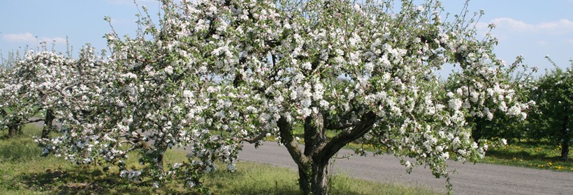 W Bratoszewicach posadzono sto drzewek starych odmian jabłoni 