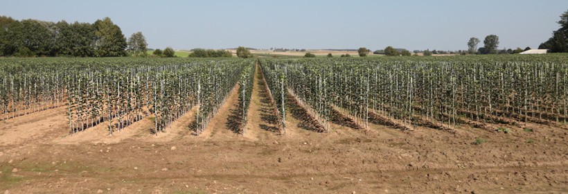 Drzewka - Jabłonie - 20 tydzień 2021 r.