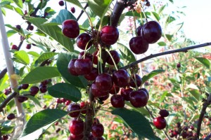  Owoce odmiany 'Granda' na drzewie