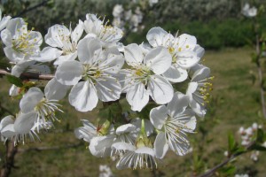  Galena - odmiana wiśni 