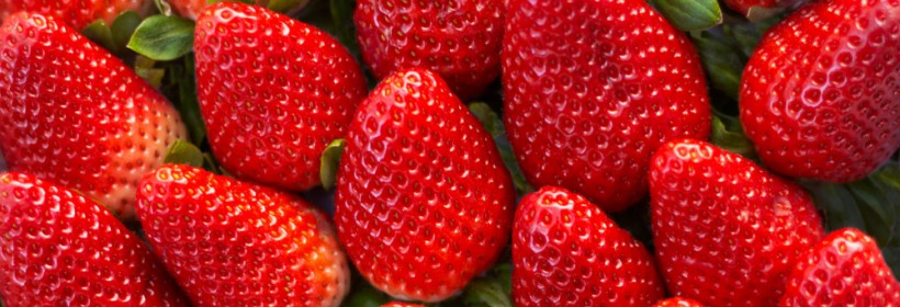 FI1301 i FI1309 &ndash; truskawki wpisane do KR w 2021 roku 