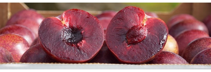 Lovita – czerwono miąższowa odmiana śliwki