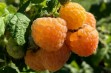 Poranna Rosa – odmiana maliny o żółtych i słodkich owocach 