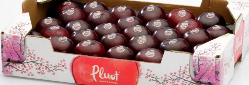 Śliwkomorela Pluot