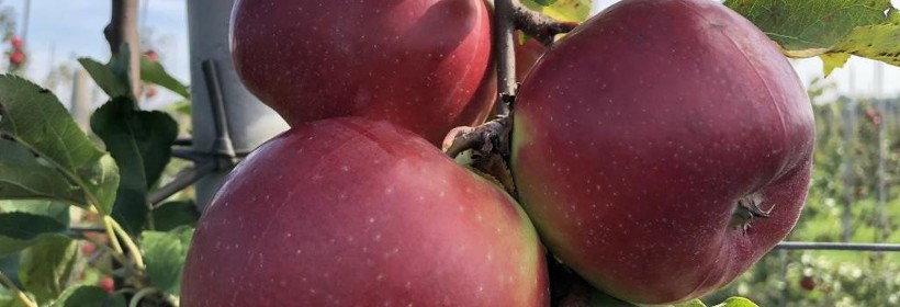 Jabłka z purpurowoczerwonym rumieńcem &ndash; Ligol Red