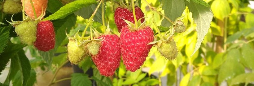 Poranek &ndash; nowa deserowa odmiana maliny