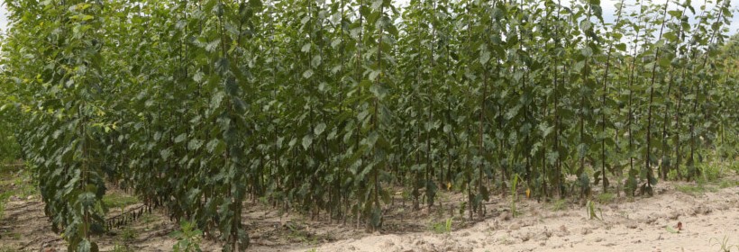 Drzewka - Śliwy - 37 tydzień 2021 r.