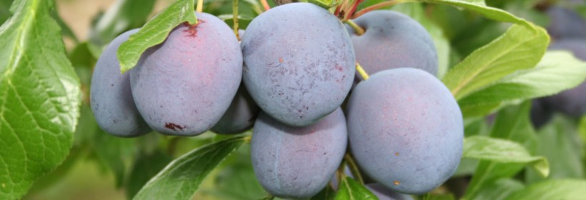 Drzewka - Śliwy -  40 tydzień 2021 r.