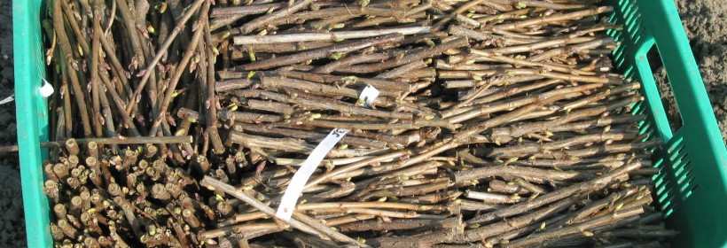 Nielegalny handel materiałem szk&oacute;łkarskim kwitnie ! 