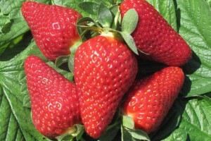  LYCIA&reg; &ndash; nowa włoska odmiana truskawki 