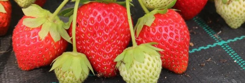 Ania&reg; &ndash; nowa włoska odmiana truskawki  