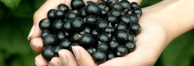 Krzewy - Porzeczki - 47 tydzień 2021 roku