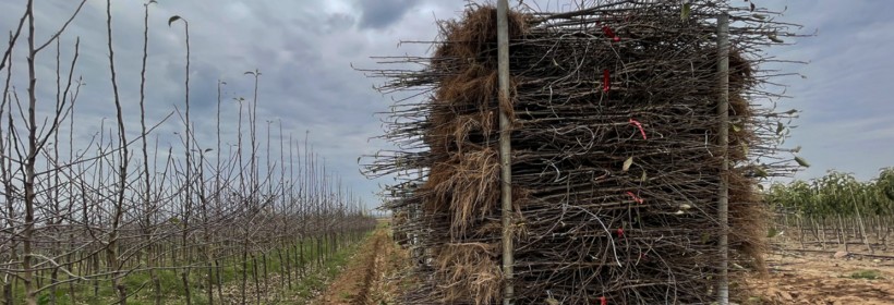 Opłacalność uprawy zależy od jakości materiału szk&oacute;łkarskiego 