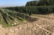 Jabłonie - kwalifikacja drzewek owocowych 2021 r.
